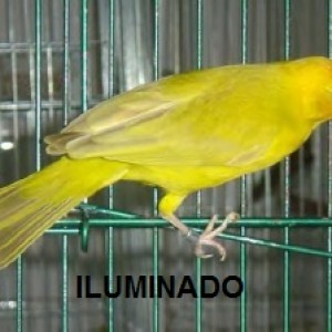 Criadouro Monte Alvão
