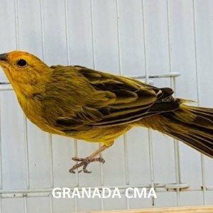 Criadouro Monte Alvão