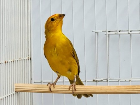 Topázio CMA
