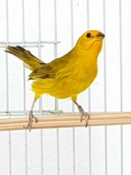 Kaicedo CMA