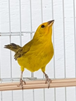 Kaicedo CMA