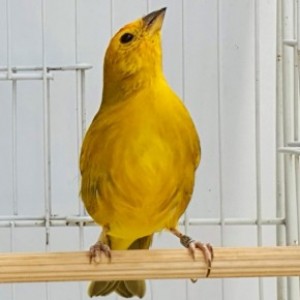Sereno CMA