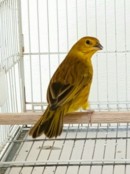 Avelina CMA