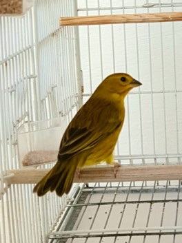Avelina CMA