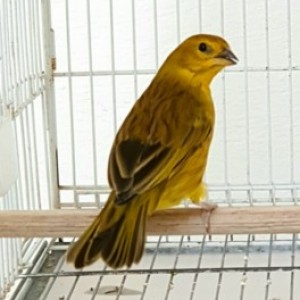 Avelina CMA
