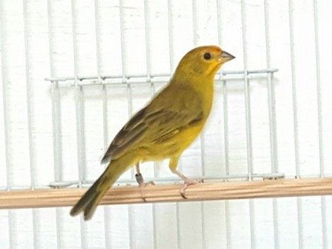 Clarissa CMA