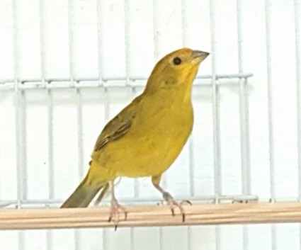 Clarissa CMA