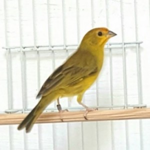 Clarissa CMA