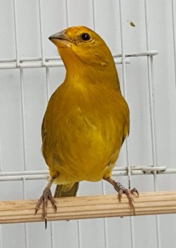 Serenata CMA