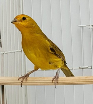 Serenata CMA