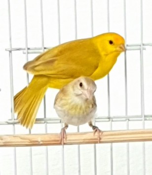Mêda CMA