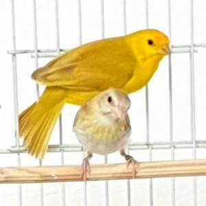 related4
