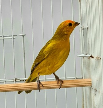 Coimbra CMA