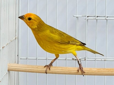 Carisma CMA