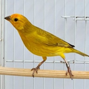 Carisma CMA