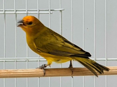 Lua Cheia II CMA