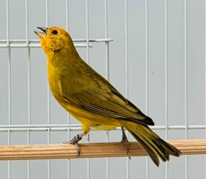 Lua Cheia II CMA