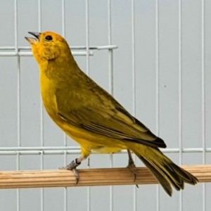 Lua Cheia II CMA