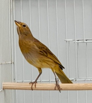 Herdeiro CMA