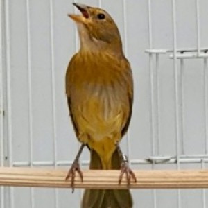 Herdeiro CMA