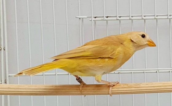 Deusa CMA