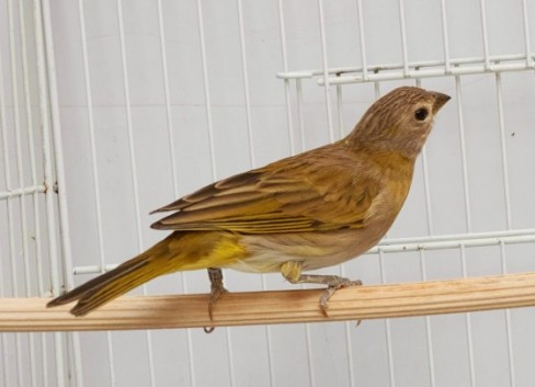 Addera CMA
