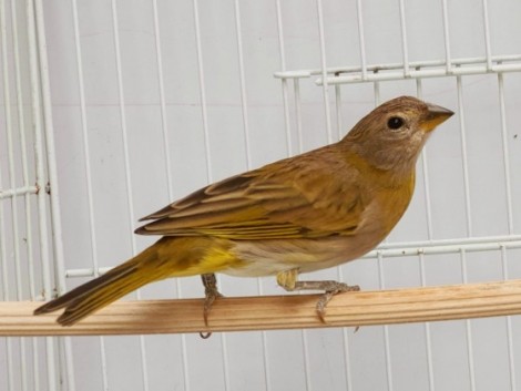 Addera CMA