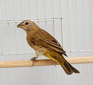 Addera CMA