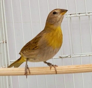 Addera CMA