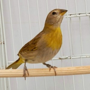 Addera CMA