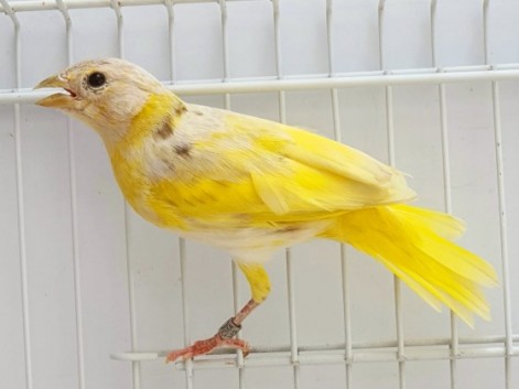 Anjinho CMA