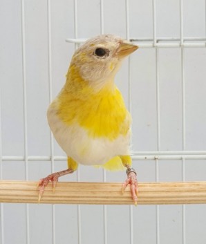 Anjinho CMA
