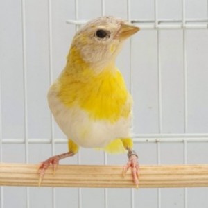 Anjinho CMA
