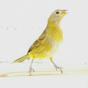 related3