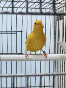 Legião CMA