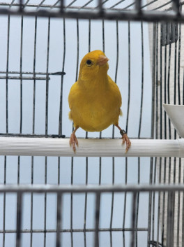 Legião CMA