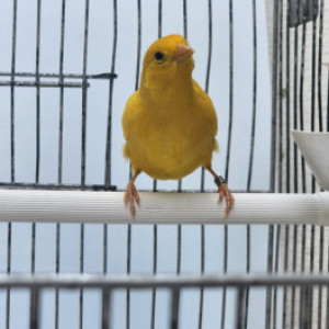 Legião CMA