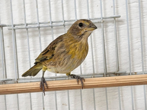 Arizona CMA