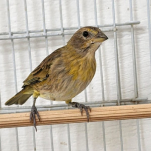 Arizona CMA