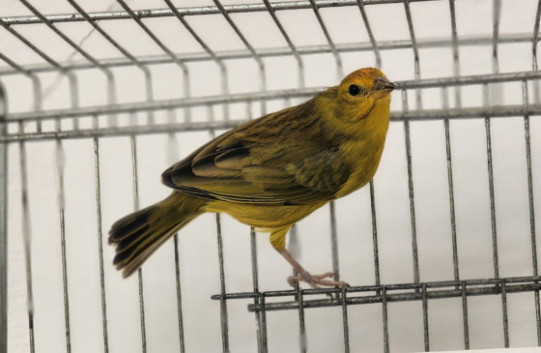 Arkansas CMA