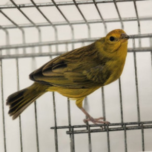 Arkansas CMA