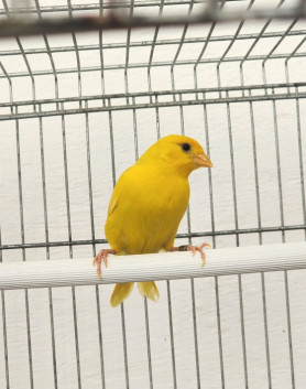 Georgia CMA