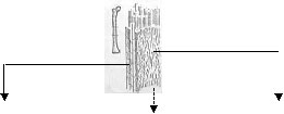 imagem15.jpg (4 KB)