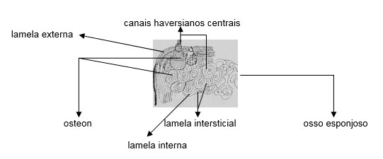imagem16.jpg (15 KB)