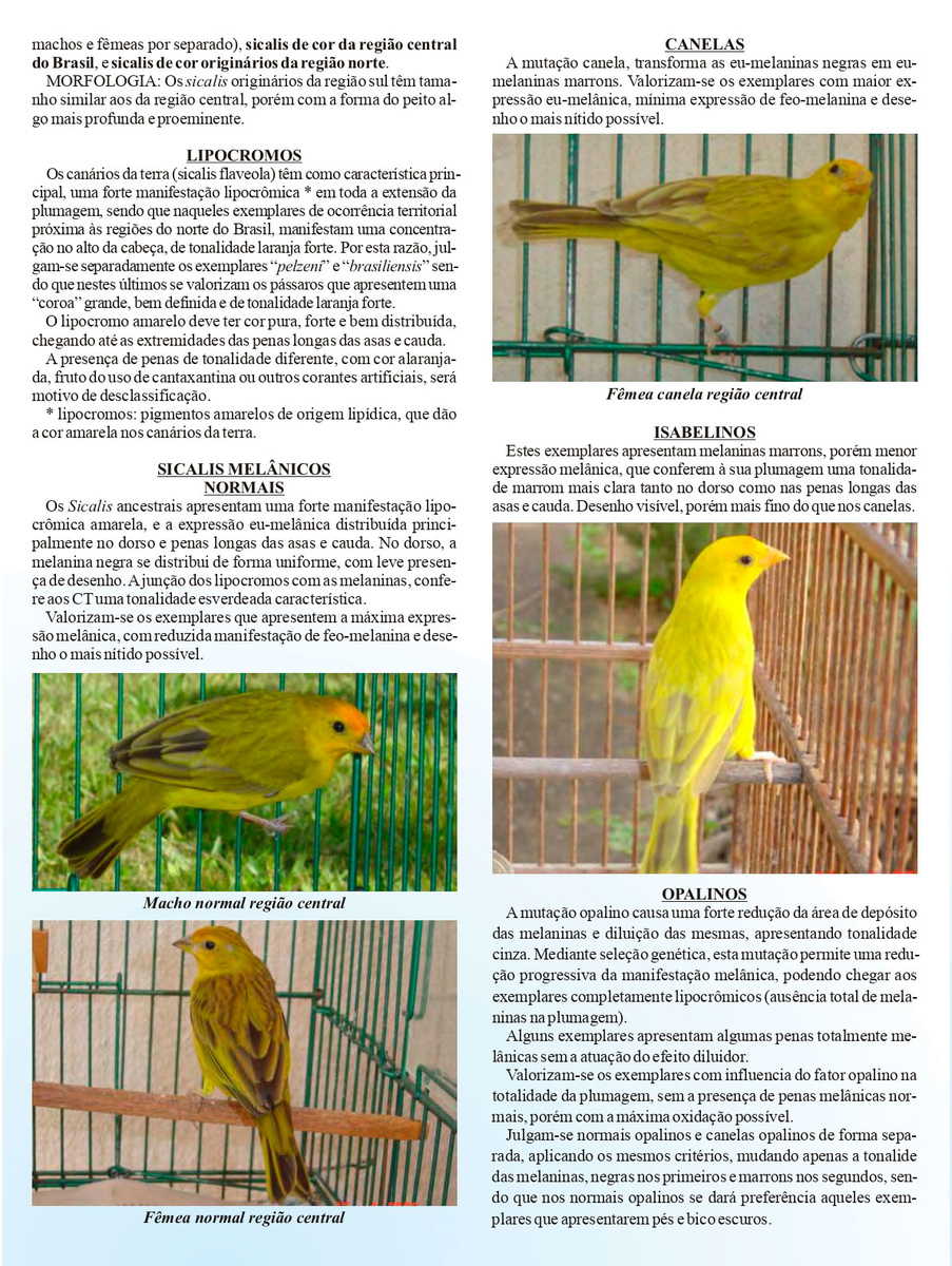manualulgamento2.jpg (521 KB)