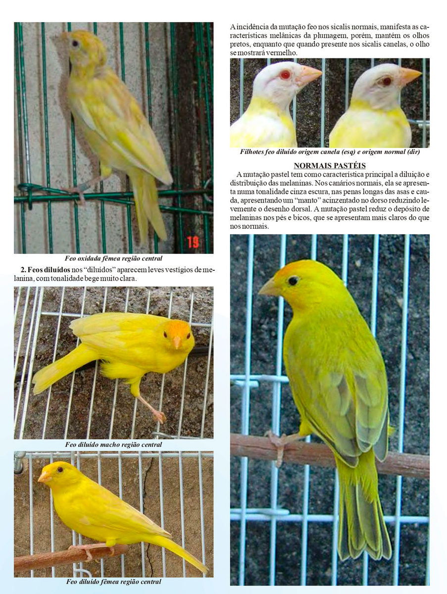 manualulgamento4.jpg (468 KB)