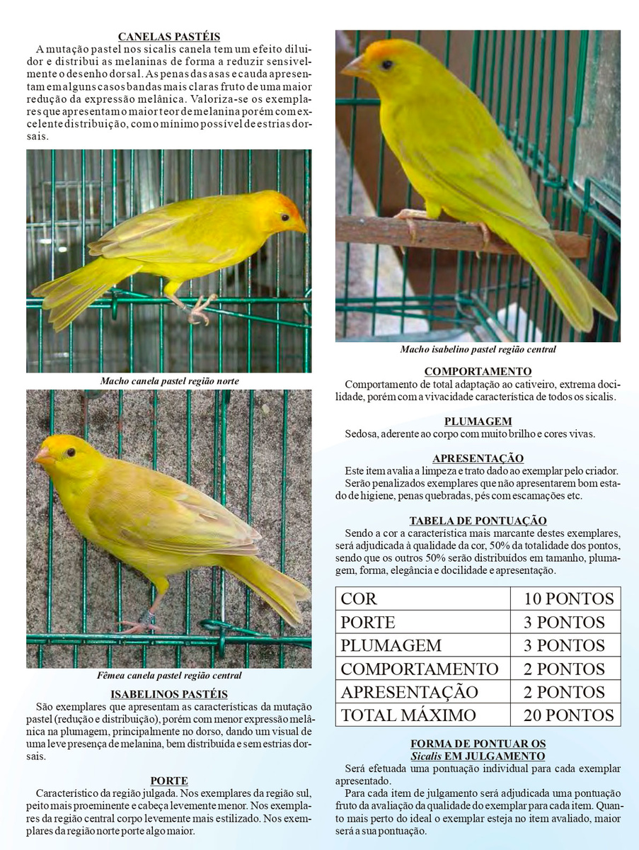 manualulgamento5.jpg (506 KB)