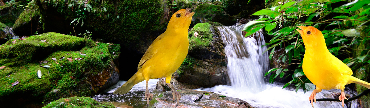 Criadouro Monte Alvão