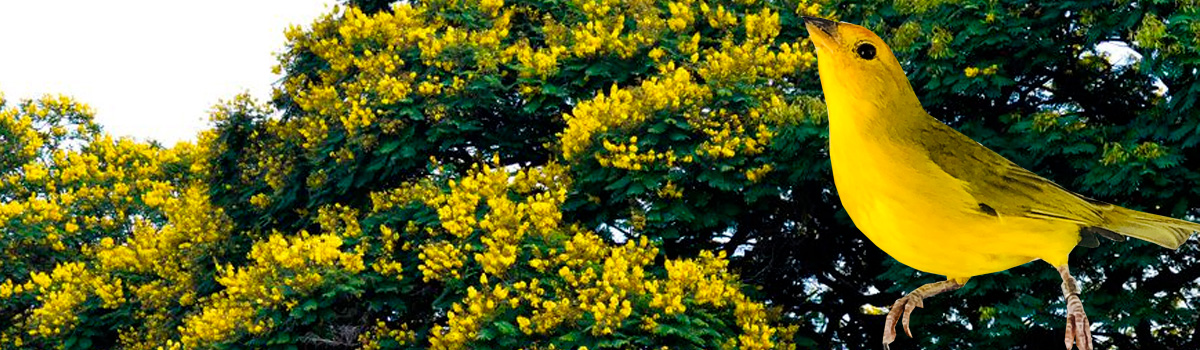 Criadouro Monte Alvão