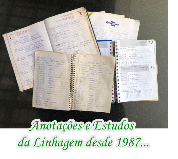 estudos linhagem